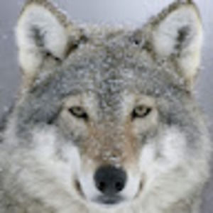 Meet your Posher, Dani